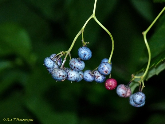 {Ampelopsis cordata}